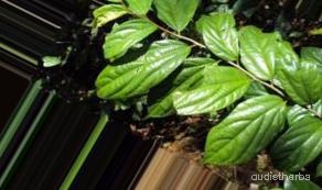 augmented_Alangium lamarckii leaf5_0_2069.jpeg